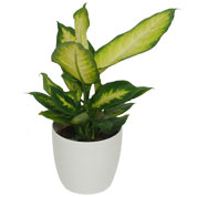 Dieffenbachia 'Camilla' + Cache pot Blanc